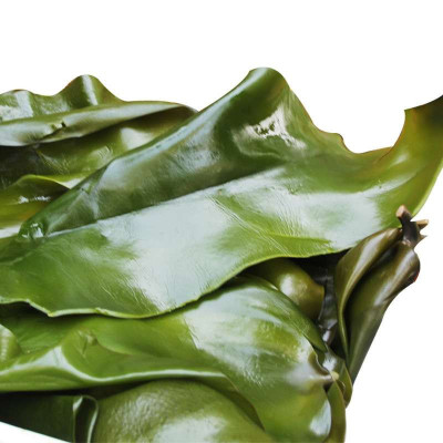 海带 鲜海带 新鲜海带500g【大渔场】