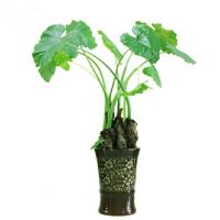 eiji爱拍]加]Q[Q16758625[多少钱]代发表[代写[论