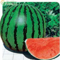 水果种子 西瓜种子 地雷王 早地雷 西瓜2包 世冠