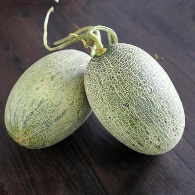 【果郡王】缅甸苏香蜜瓜2只装(单果1500g-2000g)香瓜 甜瓜 新鲜水果