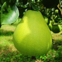 等秀玉柚 云南瑞丽特产柚子 等秀玉柚柚子新鲜