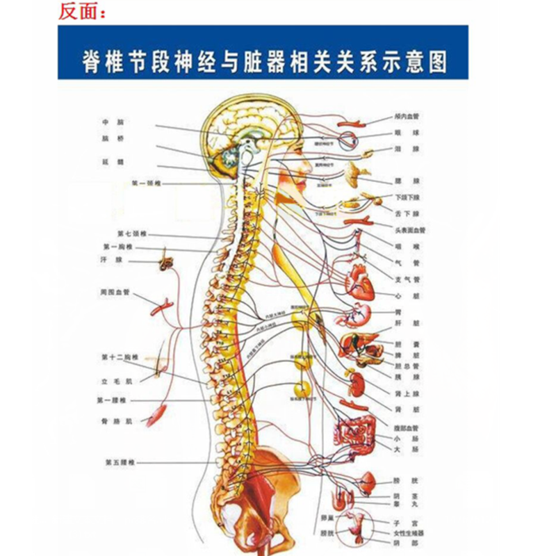王太医人体脊柱脊椎模型椎间盘骨骼正骨手法练习骨架骨骼 正反面挂图