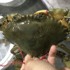 【活鲜】沈志雄 东山岛海鲜活红膏蟹红鲟青螃蟹 1只 450g