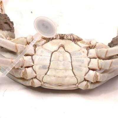 单只正宗阳澄湖大闸蟹 公螃蟹3.7-3.8两 8只起售【报价、价格、评测、参数】_海鲜水产_苏宁易购