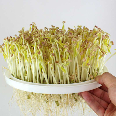 智能生豆芽机韩国家庭豆芽机双层大容量健康生