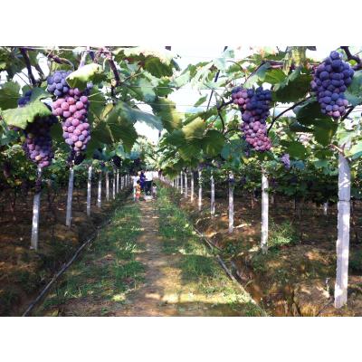 预售新鲜水果横江葡萄巨峰葡萄提子黑加仑多汁