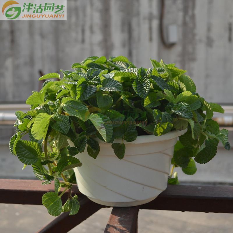 柠檬香蜂草+食用香草薄荷盆栽花卉
