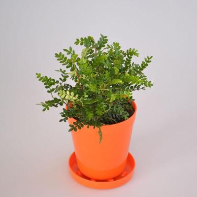 包邮 桌面绿植盆栽 清香木种植套装 包含盆土 四