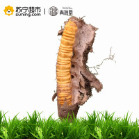 青源堂 冬虫夏草 0.5克/条 30条装15克 新鲜冬虫夏草虫草正品 可泡酒