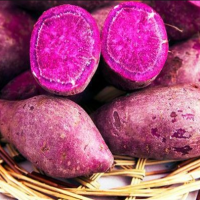 [鲜贝达]精选农家紫薯5斤装沙地红薯地瓜