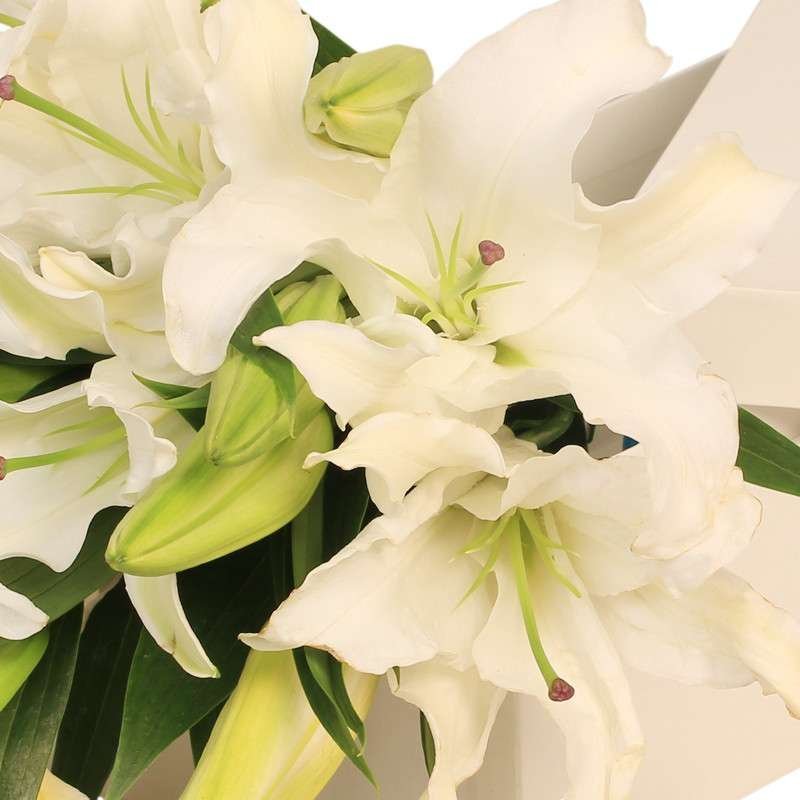 春舞枝鲜花速递盒装智慧百合生日鲜花百合白多头粉鲜花创意天秤座女有百合图片
