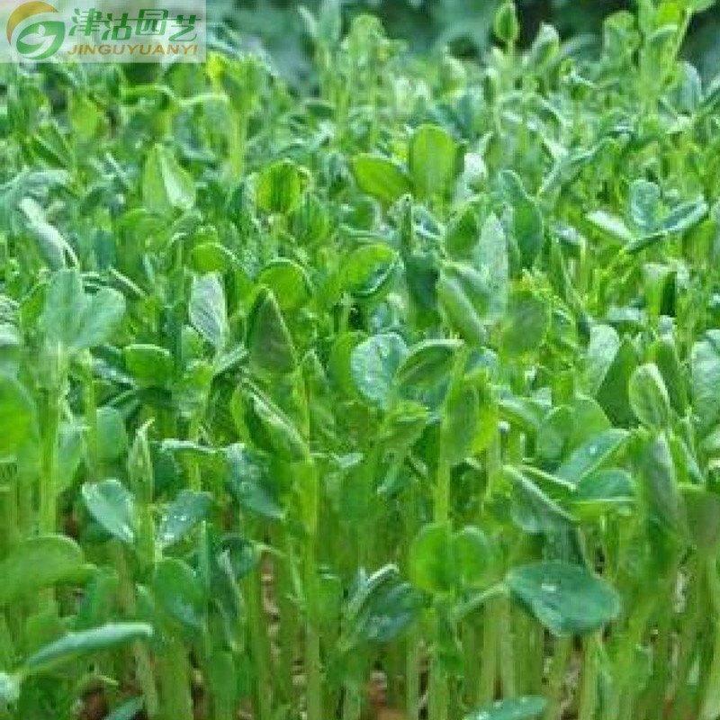 津沽园艺 蔬菜种子 芽苗菜种子 松柳芽苗菜 芽菜 家庭种植 绿色蔬菜