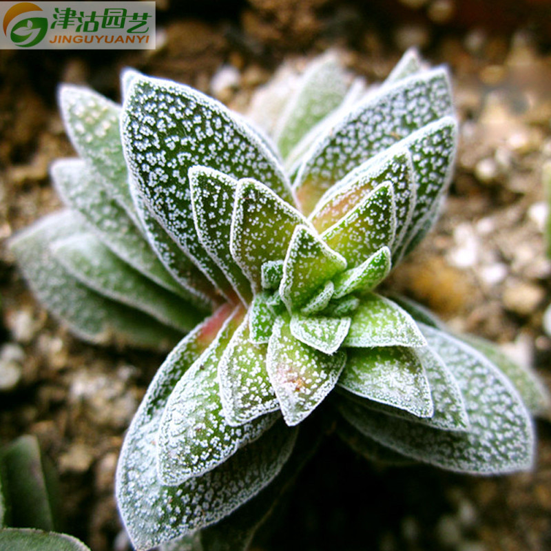 多肉植物 青锁龙松之银 办公室内桌面绿植花卉盆栽肉肉 2-3cm