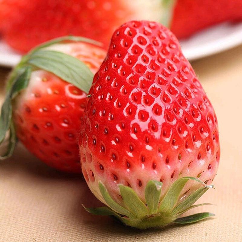 【春节正常发货】奶油草莓 2斤 单果20-30克 新鲜水果 sg
