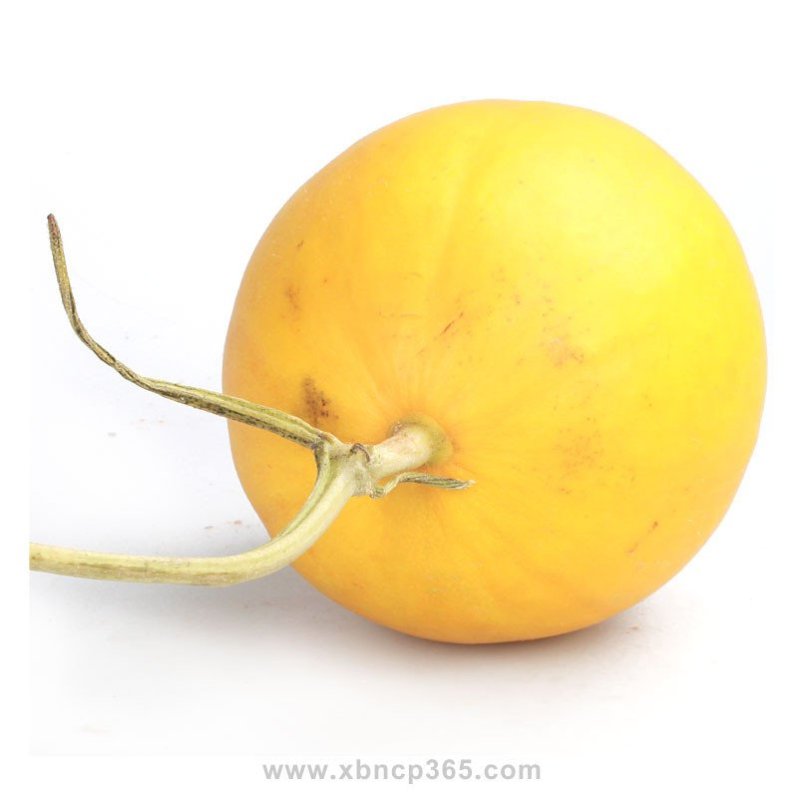 黄香瓜 约1.5kg/个 新鲜香瓜 水果香瓜