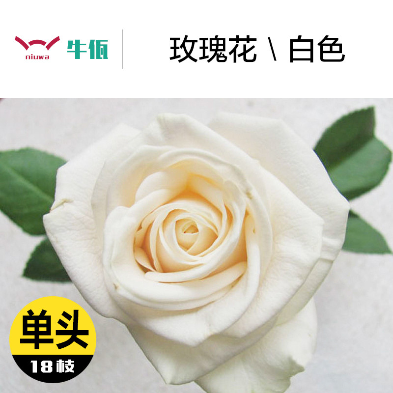 玫瑰花 白色 单头18枝 坦尼克 云南鲜切花 家居生活用花 办公观赏鲜花