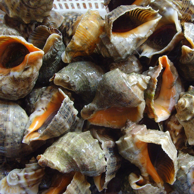 馆连云港特产中等海螺1000g海鲜水产鲜活贝类生猛海罗新鲜美味大海螺