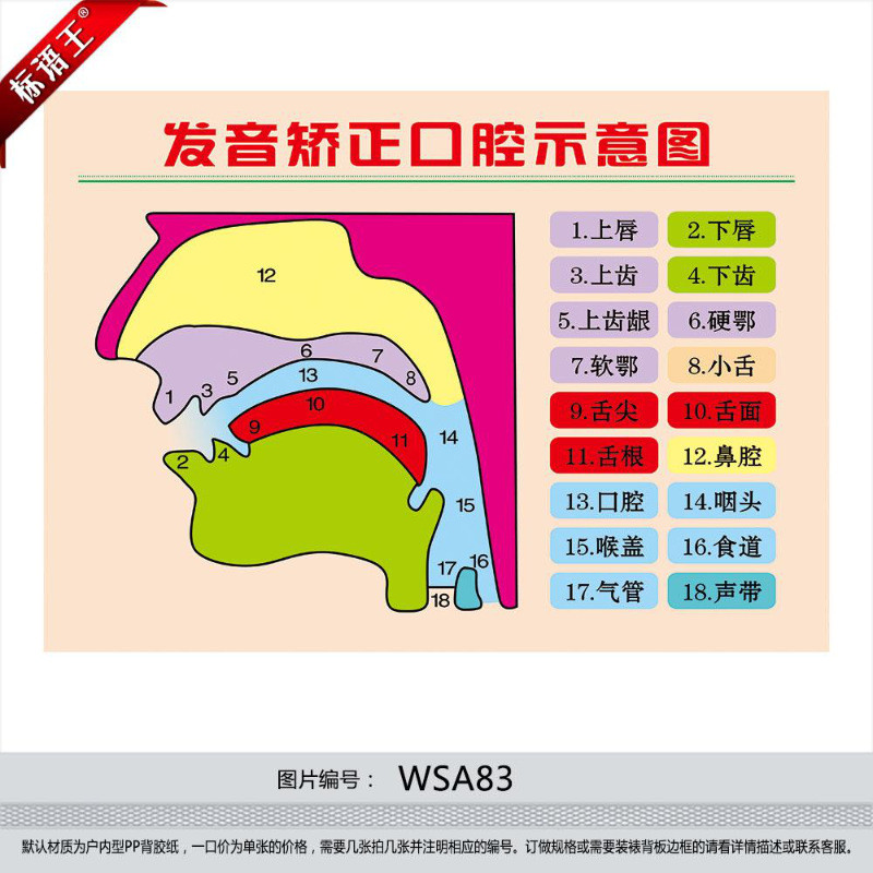 发音矫正口腔示意图挂图宣传画英语拼音发音器官图解墙贴画wsa83