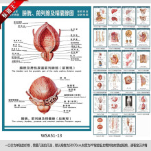 医院科室挂图结构图,膀胱及男性尿道前列腺部图宣传画wsa51-13