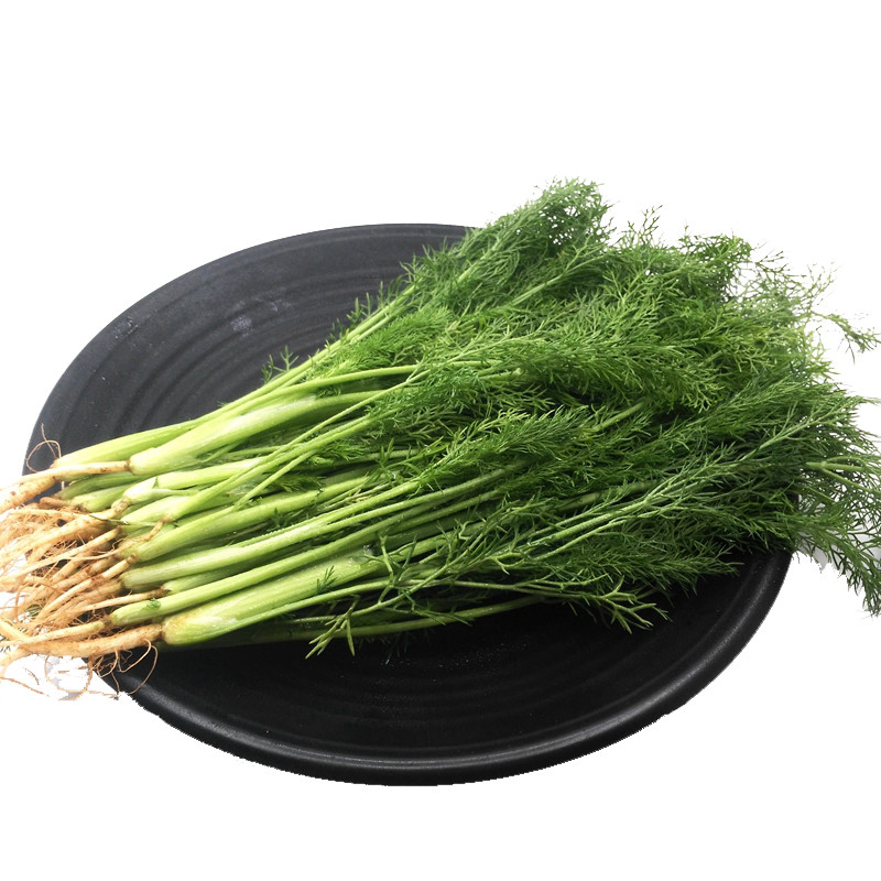 博多客 茴香菜 2000g 新鲜蔬菜 小茴香苗 茴香丸子 茴香苗 山东潍坊
