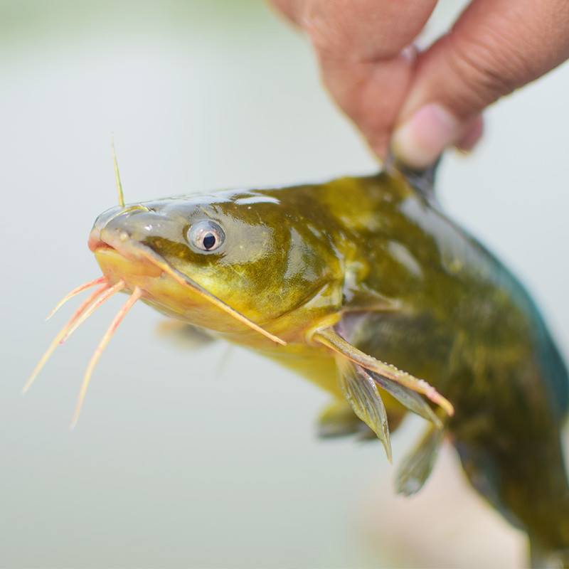农谣 里下河野生昂刺鱼 野味黄颡鱼江鲜河鲜500g(净膛)现杀