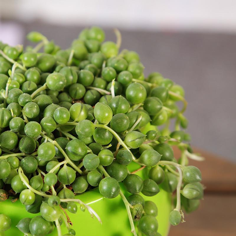 珍珠吊兰佛珠吊兰多肉植物绿植花卉盆栽情人泪室内盆栽吸甲醛植物珍珠