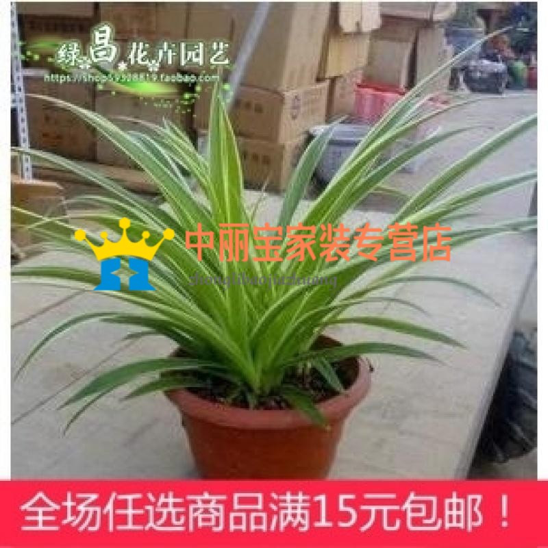 花卉盆栽 金边吊兰 青叶吊兰 金心吊兰 净化空气 防辐射盆栽图片