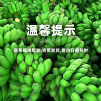 鲜木 广西小米蕉 自然熟芭蕉皇帝蕉苹果蕉 牛奶小米香蕉 新鲜当季水果精选9斤装