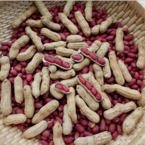 带壳红皮花生果250克红皮花生米仁种植生熟多规格