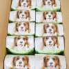 麦德琳成犬粮 亮毛低敏配方狗粮1.5kg