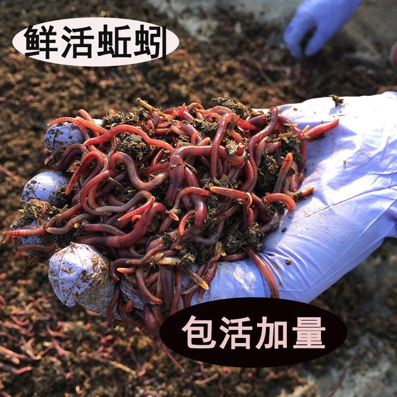 半江红蚯蚓 鲜活蚯蚓每袋40-50条
