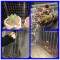 热镀锌铁丝网电焊网防护网围栏阳台防鼠防猫鸟鸡笼鸽网养殖网家用_1 网格25mm丝粗1.4mm宽度1.5米