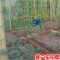 小孔细铁丝网围栏养殖网家用荷兰网养鸡网防护网钢丝网隔离网铁网_1 塑后3.0粗*6厘米孔*1.8米高*30米