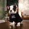 狗狗猫泰迪雪纳瑞衣服比熊幼犬小型犬宠物狗服饰四脚秋装冬装秋冬多色多款多功能宠物用品宠物服饰_1 潮superdog灰