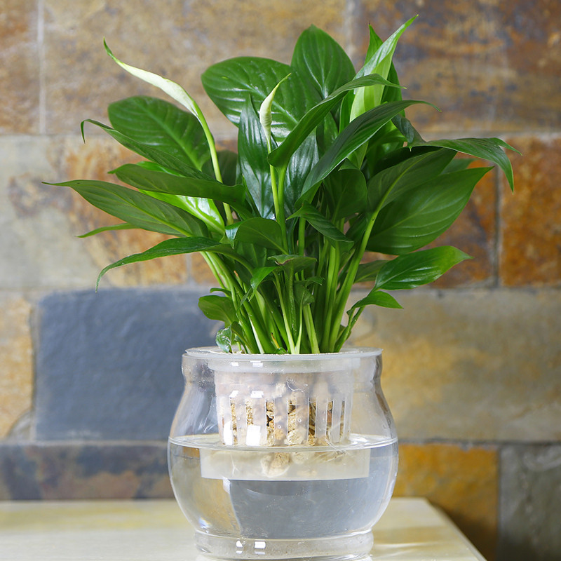 静语嫣系列 白掌红掌一帆风顺盆栽花卉室内绿色植物水培花草水养盆花水生植物图片 高清实拍图 苏宁易购