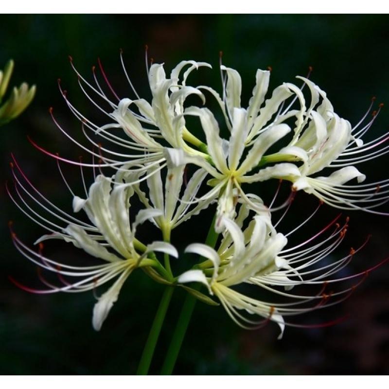 绿植彼岸花种子曼珠沙华盆栽彼岸花种球石蒜花室内四季种花卉_2_3_5 白色5球+1包肥料