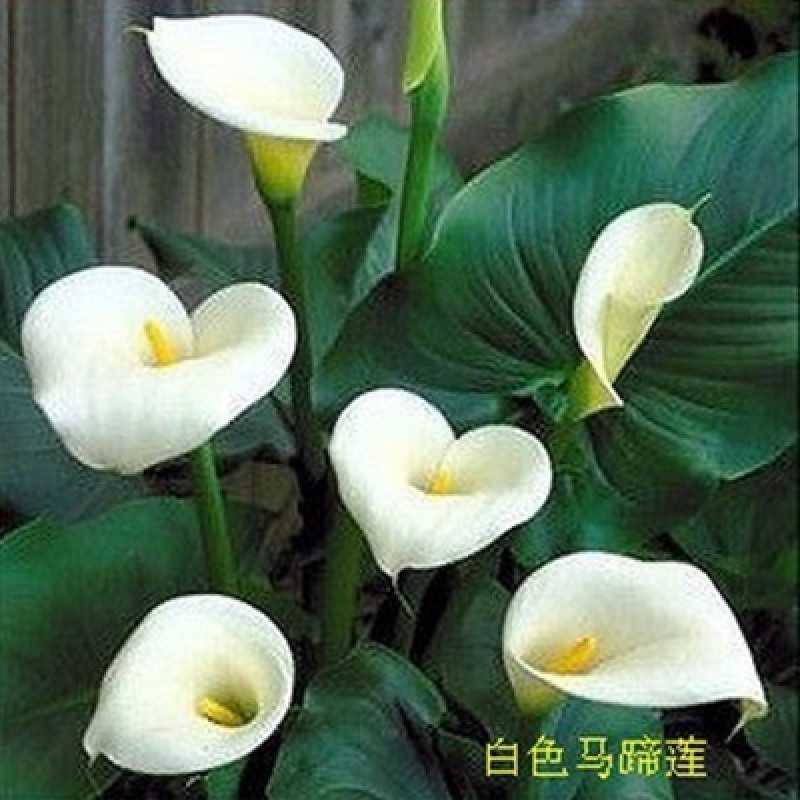 进花口彩色马蹄莲种球盆栽大球多年生球根花卉当年开花种子植物 白色