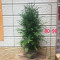 红豆杉树苗绿萝室内植物盆栽花卉吸甲醛净化空气四季常青绿植盆景_5 红豆杉80-90cm【不带盆】