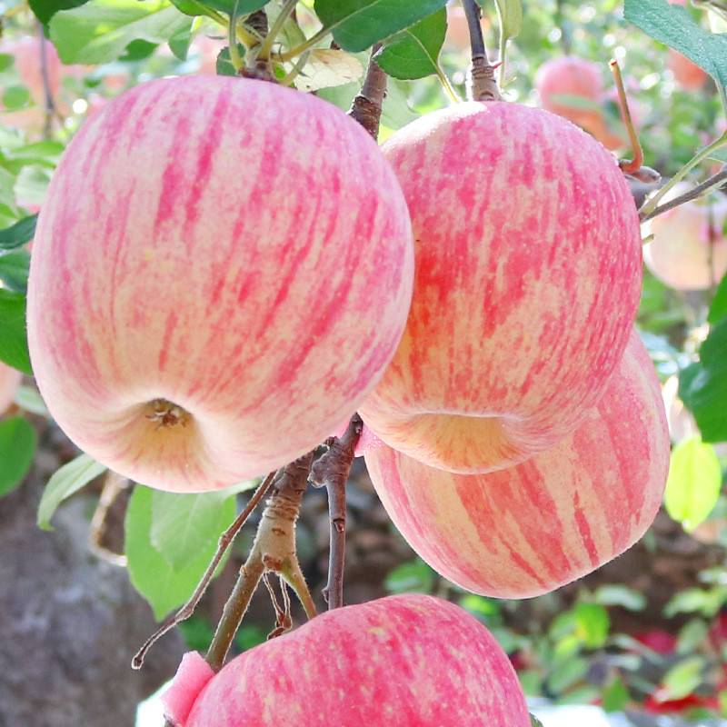 硕馥果园 山东烟台红富士苹果 新鲜水果 10斤装 约18-24颗