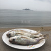 沈志雄东山岛海鲜海钓白姑鱼鲜活速冻像黄花鱼5-6条/袋共1000g