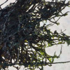 沈志雄东山岛海鲜头水紫菜干品礼盒包装500g
