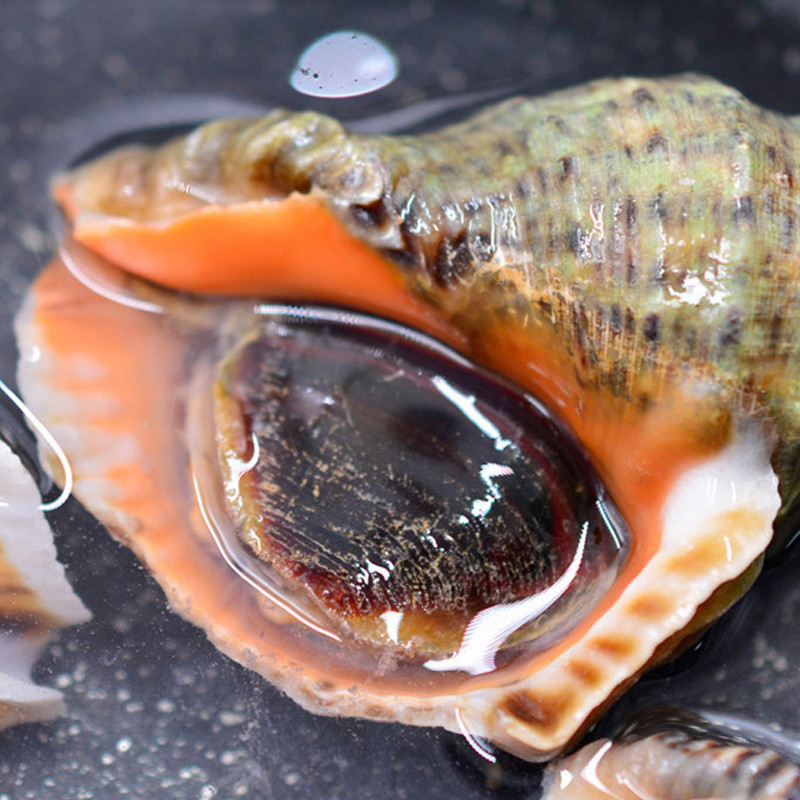 大海螺 香螺 海螺 鲜活水产 贝类 1.5kg