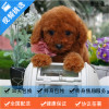 麦比佳纯种泰迪幼犬活体狗狗 茶杯型红泰迪幼犬长不大的泰迪狗狗白色小型犬 双血统赛级玩具型狗狗贵宾犬灰色泰迪犬比熊泰迪