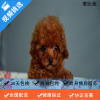 麦比佳纯种泰迪幼犬活体狗狗 茶杯型红泰迪幼犬长不大的泰迪狗狗白色小型犬 双血统赛级玩具型狗狗贵宾犬灰色泰迪犬比熊泰迪