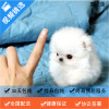 麦比佳 纯种哈多利系球体博美犬活体动物 茶杯博美狗 日系俊杰双血统长不大的茶杯狗白色博美犬 赛级博美犬活体狗狗纯种博美犬