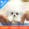 麦比佳 纯种哈多利系球体博美犬活体动物 茶杯博美狗 日系俊杰双血统长不大的茶杯狗白色博美犬 赛级博美犬活体狗狗纯种博美犬