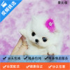 麦比佳 纯种哈多利系球体博美犬活体动物 茶杯博美犬 日系俊杰双血统长不大的茶杯狗白色博美犬 赛级博美犬活体狗狗终身包纯种