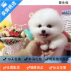 麦比佳 纯种哈多利系球体博美犬幼犬俊介 茶杯博美犬 日系俊杰双血统长不大的茶杯狗白色博美犬 赛级博美犬活体狗狗纯种博美犬