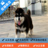 麦比佳 纯种巨型阿拉斯加幼犬活体宠物 熊版十字脸阿拉斯加雪橇犬 双血统烟灰色桃脸阿拉斯加幼崽 大型犬阿拉斯加活体宠物狗狗