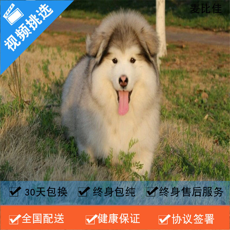 麦比佳 纯种巨型阿拉斯加幼犬活体宠物 熊版十字脸阿拉斯加雪橇犬 双血统烟灰色桃脸阿拉斯加幼崽 巨大型雪橇犬阿拉斯加犬23